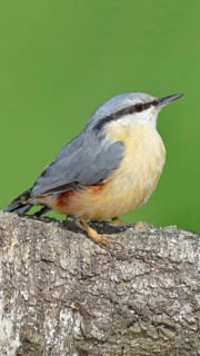 Nuthatch (Sitta europaea) sitting on a fallen birch trunk, Animals, Birds, Siegerland, North
