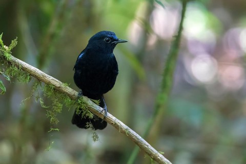 White-tailed Robin (Myiomela leucura) male perched on a branch, Bidoup National Park, Vietnam