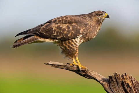 Buzzard, (Buteo buteo), animals, bird, bird of prey, buzzard, hawk family, biotope, habitat, perch,