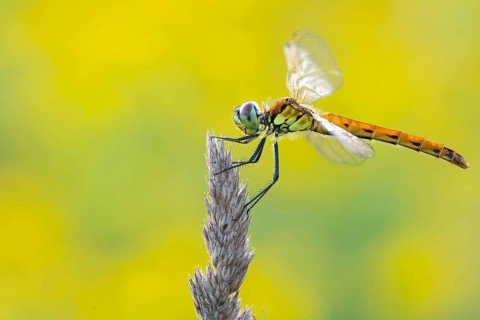 Marsh dragonfly (Sympetrum depressiusculum), Ahlhorn, Lower Saxony, Germany