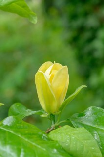 Magnolia × brooklynensis 'Yellow Bird', palace gardens, Markleeberg, Saxony, Germany