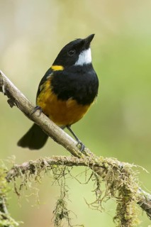 Regent Whistler (Pachycephala schlegelii) perched on a branch in Papua New Guinea