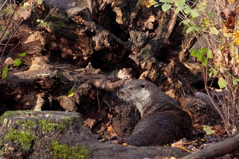 Adult Eurasian otter (Lutra lutra) resting at tree roots with young cub peeking from den in natural