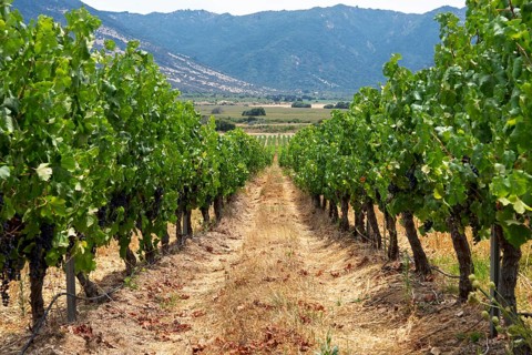 Vine rows with ripe blue grapes (Vitis vinifera) in vineyard, view along the lane to coastal
