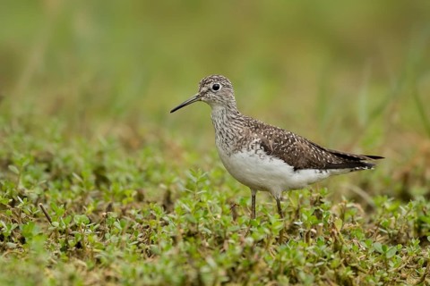 Solitary Sandpiper (Tringa solitaria), Texas, USA