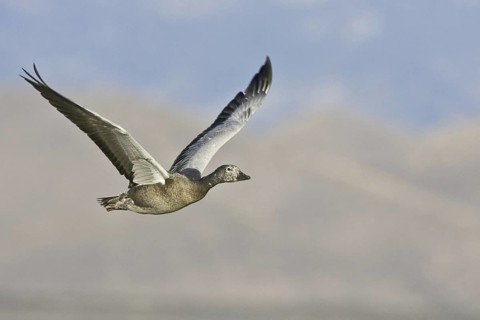 Snow Goose (Anser caerulescens), New Mexico, USA