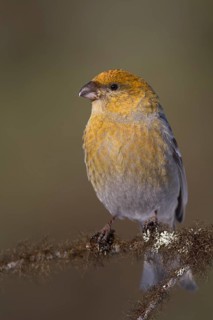Pine Grosbeak - Hakengimpel - Pinicola enucleator, Finland