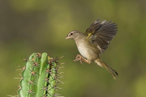 Olive Sparrow (Arremonops rufivirgatus) approaching a cactus, Texas, USA