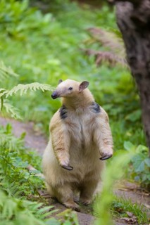 One southern tamandua (Tamandua tetradactyla), standing tall, sniffing something