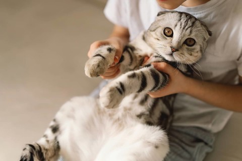 A charming Scottish Fold cat lies comfortably in its owner's arms, showcasing its distinctive