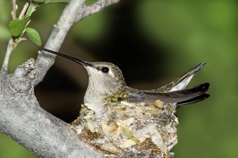 Black-chinned Hummingbird Archilochus alexandri Tucson, ARIZONA, United States April Adult Female