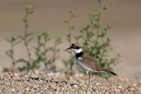Little Ringed Plover (Charadrius dubius), Saxony-Anhalt, Germany