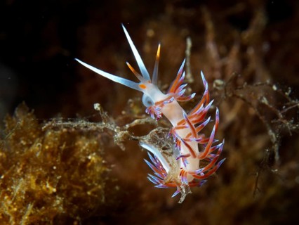 Coloured nudibranch with tentacles, migratory thread snail (Cratena peregrina), on plant, dive site