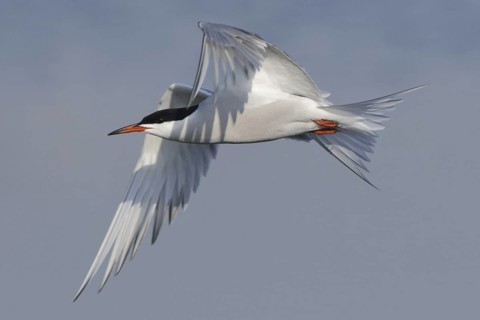Common Tern (Sterna hirundo) flying, Texel, Netherlands
