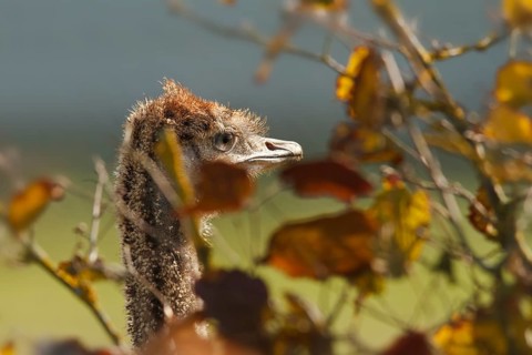 Common Ostrich (Struthio camelus) juvenile, Rhineland-Palatinate, Germany