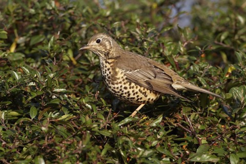 Mistle Thrush (Turdus viscivorus), Wirral, United Kingdom