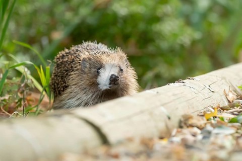 European hedgehog (Erinaceus europaeus) adult animal in a garden border with a feather on its nose