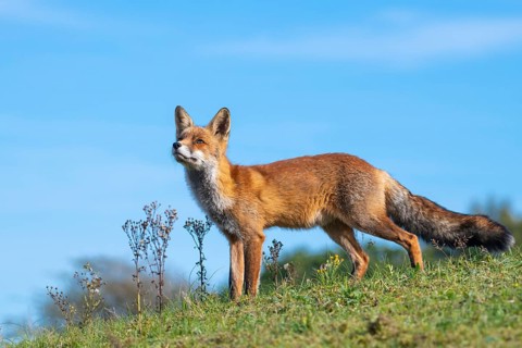Attentive fox (Vulpes vulpes) on a tree, Zandvoort, Netherlands