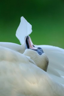 Close-up of a swan's head with a falling feather in front of a blurred background, Mute Swan