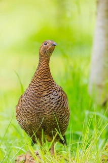 A female Black Grouse (Tetrao tetrix) stands on a green meadow