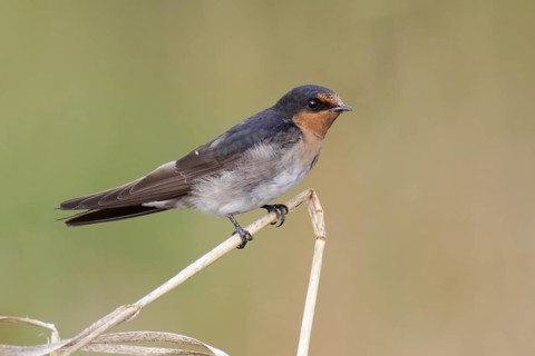 Welcome Swallow (Hirundo neoxena), Victoria, Australia