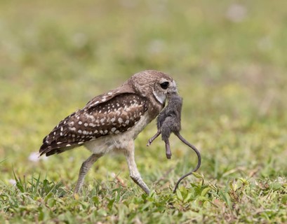 Burrowing Owl (Athene cunicularia) with captured mouse in its beak, Florida, USA