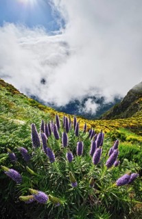 Madeira landscape with Pride of Madeira flowers and blooming Cytisus shrubs and mountains in clouds