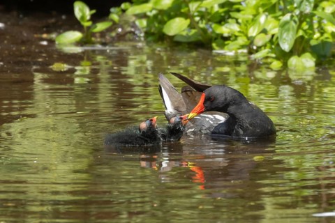 Moorhen (Gallinula chloropus) adult bird feeding two juvenile baby birds on a pond in summer,