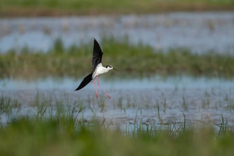 Black winged stilt (Himantopus himantopus) adult wading bird in flight landing in a shallow lagoon