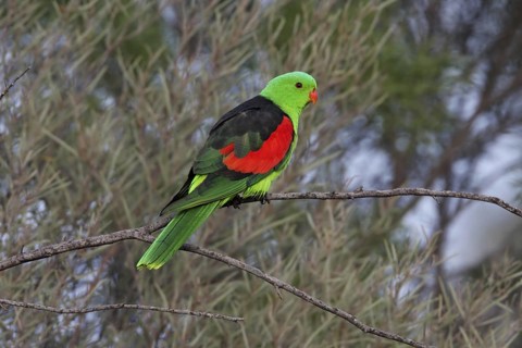 Red-winged Parrot (Aprosmictus erythropterus) male perched on a branch, Queensland, Australia