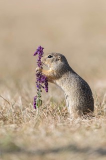 One European ground squirrel (Spermophilus citellus) or European souslik standing erected in dry