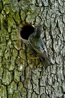Starling (Sturnus vulgaris), at nesting cavity, Flachsee nature reserve, Reusstal, Freiamt, Canton