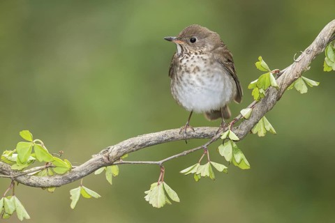 Grey-cheeked Thrush (Catharus minimus) perched on a branch, Texas, USA