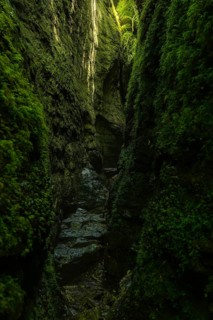 Explore a serene deep forest path in Sierra de Urbasa, Navarra, Spain. The lush greenery and