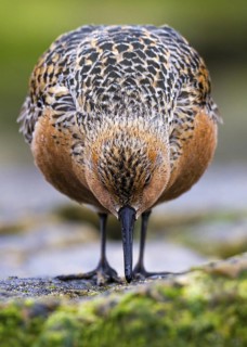 Red Knot (Calidris canutus) foraging, Asturias, Spain