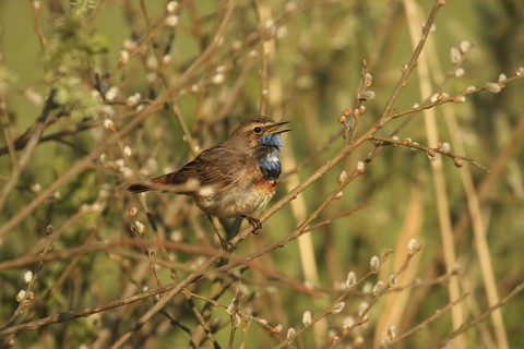 Bluethroat (Luscinia svecica cyanecula), Lower Saxony, Germany