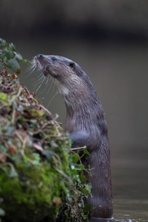 Eurasian otter (Lutra lutra) adult animal looking up over a river bank, England, United Kingdom