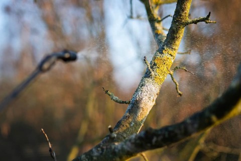 Lichen-covered tree branch being treated with a fine liquid spray from a garden nozzle in Poland