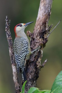 West Indian Woodpecker (Melanerpes superciliaris) perched on a branch in Cuba