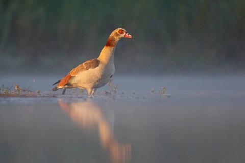 Egyptian Goose (Alopochen aegyptiaca) male on foggy morning, North Rhine-Westphalia, Germany