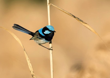 Superb Fairywren (Malurus cyaneus) male, Victoria, Australia