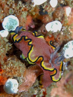 Red-brown Glossodoris (Glossodoris sp)