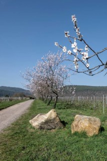 Almond blossom (Prunus dulcis), Rhineland-Palatinate, Germany