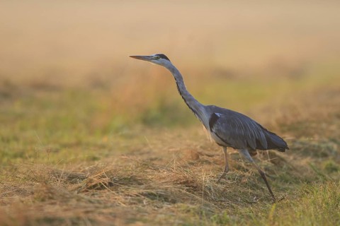 Grey Heron (Ardea cinerea), North Rhine-Westphalia, Germany