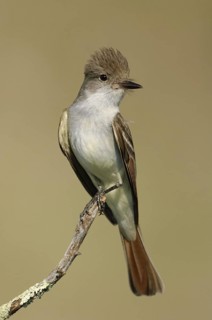 Ash-throated Flycatcher (Myiarchus cinerascens), Texas, USA