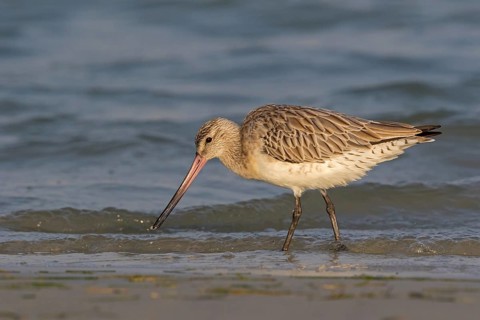 Bar-tailed godwit, (Limosa lapponica), foraging, waters, biotope, animals, birds, snipe, Barr Al
