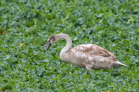 Mute Swan (Cygnus olor) juvenile, Mecklenburg-Western Pomerania, Germany