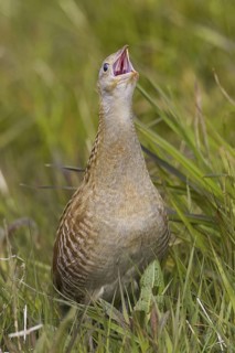 Corn Crake (Crex crex), Scotland, United Kingdom