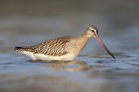 Bar-tailed Godwit (Limosa lapponica), Schleswig-Holstein, Germany