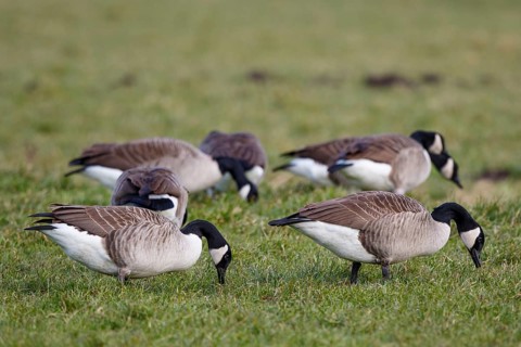 Canada Goose (Branta canadensis) flock foraging, Netherlands